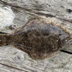 カレイが釣れました